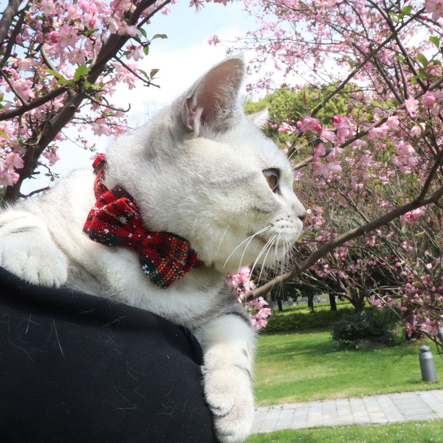 Red Striped Puppy Cat Collar